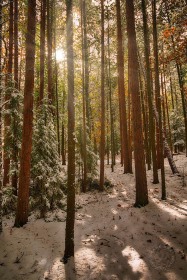 Snow amongst Pines TR9973 Snow amongst Pines TR9973