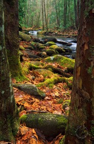 Smoky Mountains Stream WA6601 Smoky Mountains Stream WA6601