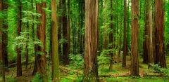 Coast Redwood Forest TR9466 Coast Redwood Forest TR9466