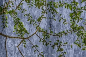 Fusion Series: Dawn Redwood Metasequoia TR10764 Fusion Series: Dawn Redwood Metasequoia TR10764