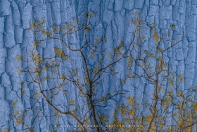 Fusion Series: Eastern Cottonwood and bark TR10765 Fusion Series: Eastern Cottonwood and bark TR10765