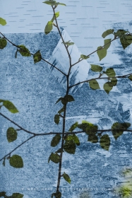 Fusion Series: Paper Birch TR10763 Fusion Series: Paper Birch TR10763