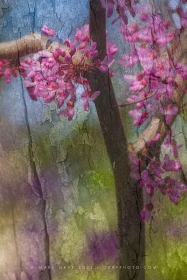 Fusion Series: Redbud Blooms TR10761 Fusion Series: Redbud Blooms TR10761