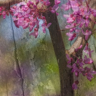 Fusion Series: Redbud Blooms TR10761 Fusion Series: Redbud Blooms TR10761