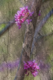 Fusion Series: Redbud Blooms TR10762 Fusion Series: Redbud Blooms TR10762