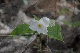 Fusion Series: Trillium and leaves double-exposure FL10760 Fusion Series: Trillium and leaves double-exposure FL10760