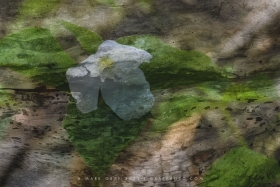 Fusion Series: Trillium and Log FL10758 Fusion Series: Trillium and Log FL10758