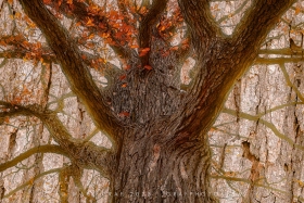 Chinquapin Oak in Autumn TR10988