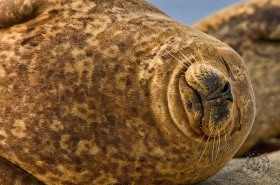 Sleeping Harbor Seal on beach SA7538 Sleeping Harbor Seal on beach SA7538