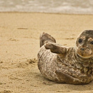 Harbor Seal Pup SA7540