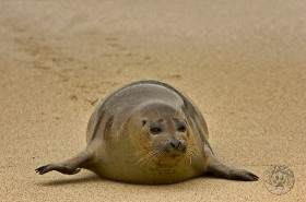 Harbor Seal SA7550 Harbor Seal SA7550