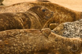 Harbor seal group SA7552 Harbor seal group SA7552