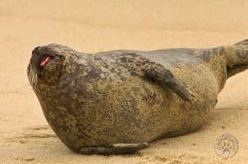 Harbor seal humor SA7600 Harbor seal humor SA7600