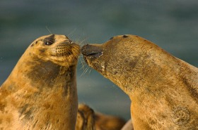 Harbor seal kiss SA7605 Harbor seal kiss SA7605