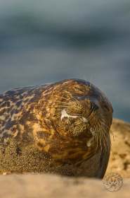 Harbor seal smile SA7606 Harbor seal smile SA7606