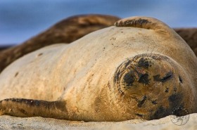 Harbor seal sleeping on beach SA7787 Harbor seal sleeping on beach SA7787