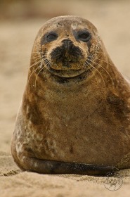 Harbor seal portrait SA7818 Harbor seal portrait SA7818