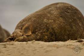 Tail End Harbor Seal SA7819 Tail End Harbor Seal SA7819