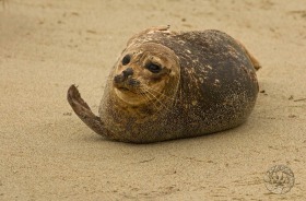 Harbor Seal SA7820 Harbor Seal SA7820
