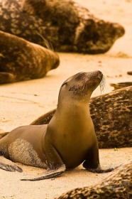 California Sea Lion with sleeping harbor seals SA8978 California Sea Lion with sleeping harbor seals SA8978