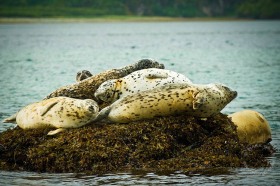 High Tide Seals SA9153 High Tide Seals SA9153