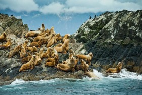 Shelikof Sea Lions SA9333 Shelikof Sea Lions SA9333