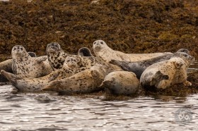 Harbor seals in Alaska SA9705 Harbor seals in Alaska SA9705