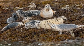 Harbor seals group photo SA9706 Harbor seals group photo SA9706