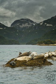 Harbor Seals in Katmai National Park SA9938 Harbor Seals in Katmai National Park SA9938