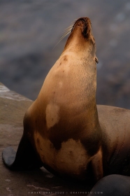 Sea Lion Stretch SA10738 Sea Lion Stretch SA10738