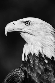 Bald Eagle Portrait BI10224 Bald Eagle Portrait BI10224