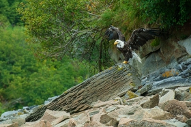 Bald Eagle at Kinak Bay BI10546 Bald Eagle at Kinak Bay BI10546