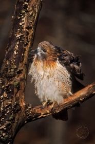 Red-tailed hawk on branch BI2131 Red-tailed hawk on branch BI2131