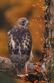 Red-tailed hawk with bittersweet berries BI4300 Red-tailed hawk with bittersweet berries BI4300