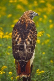 Red-tailed Hawk BI657 Red-tailed Hawk BI657
