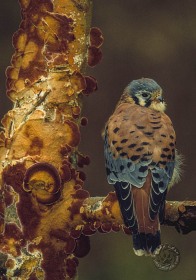 American Kestrel BI777 American Kestrel BI777