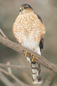 Coopers Hawk BI8365 Coopers Hawk BI8365