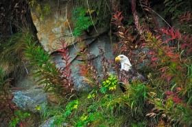 Bald Eagle with autumn color plants BI9138 Bald Eagle with autumn color plants BI9138
