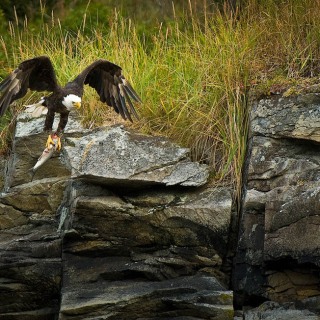 Bald Eagle with fish catch BI9152