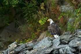 American Bald Eagle on rock cliff BI9939 American Bald Eagle on rock cliff BI9939