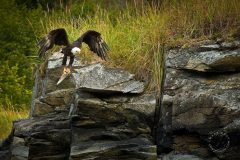 Bald Eagle with fish catch BI9152
