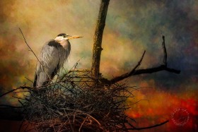 Great Blue Heron on nest BI10147