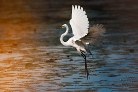 Great Egret hovering over pond BI10413