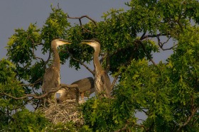 Great Blue Heron juveniles BI7934
