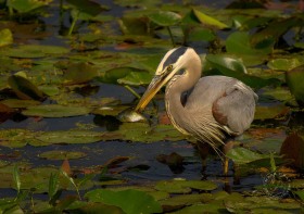 Great Blue Heron with fish BI8012