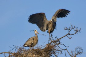 Great Blue Herons building nest BI8164