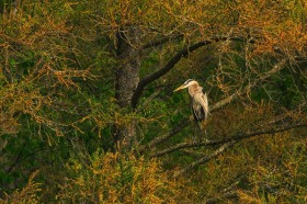 Great Blue Heron in Tamaracks BI8197