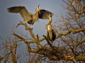 Great Blue Herons nest building BI8794