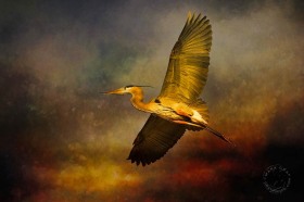 Heron in flight BI9269