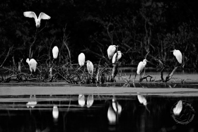 Great Egret Roost BI9319
